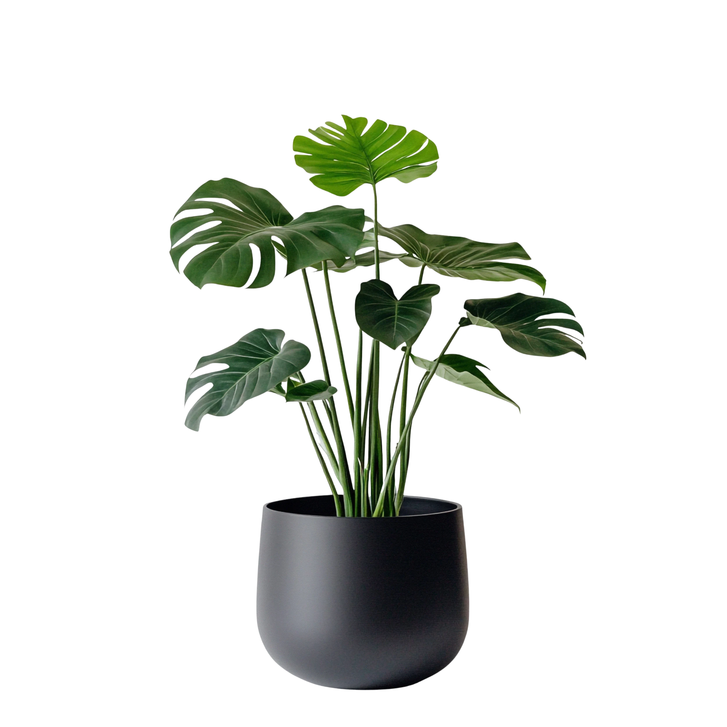 House Plants
